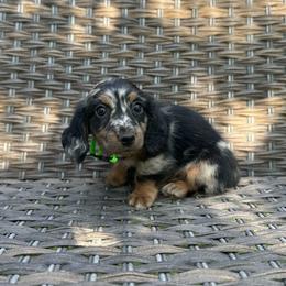 Jasper - Dapple male Dachshund puppy in Stilwell, Oklahoma from Mountain Top Dachshunds