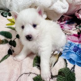 Girl 1 - White female Pomsky puppy in Bolton, Connecticut from Elle Pomsky