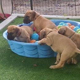 Great Danes from Sylcrest