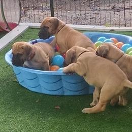 Great Danes from Sylcrest