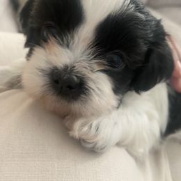 Shih Tzu Puppies from Riley Family Kennel