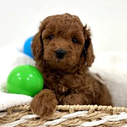 White collar - Red  female Goldendoodle puppy in Monrovia, California from Fancy Paws Inc