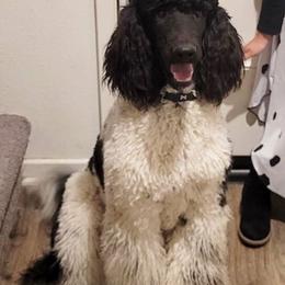 Goldendoodles from California Raised Doodles