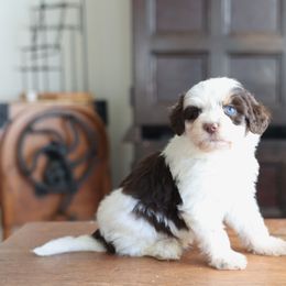 Chester - Brown and white male Aussiedoodle puppy in Hamilton, Montana from North Lake Aussies
