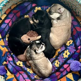 Chihuahua puppies from Tiny Nation Chihuahuas