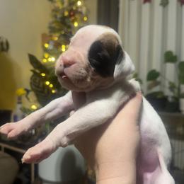 Scarlett - White female Boxer puppy in Kennewick, Washington from East River Boxers
