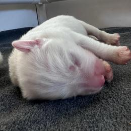 Mr. Edwards - White male Great Pyrenees puppy in Murfreesboro, Tennessee from Storybook Tails Farm