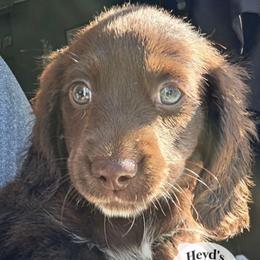 Kronos - Chocolate and tan male Dachshund puppy in Hoquiam, Washington from Heyd's Mini Dachshunds