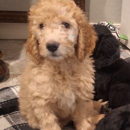 Golden Boy - Yellow and white male Bernedoodle puppy in Queen Creek, Arizona from Jersey Girl's Doodles