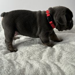 French Bulldog Puppies from Puget Sound Frenchies