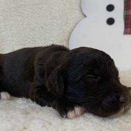 Girl 5 - Goldendoodle puppy in Almo, Kentucky from Elm Grove Doodles