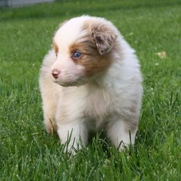 Australian Shepherd Puppies from Fallfire Farm