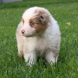 Australian Shepherd Puppies from Fallfire Farm