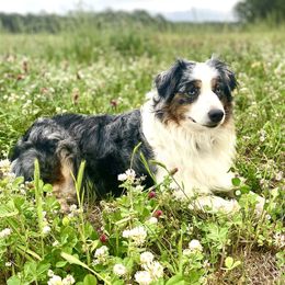 Remington - Miniature Australian Shepherd
