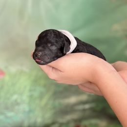Smore - Black female Goldendoodle puppy in Haltom City, Texas from Ohana Doodles