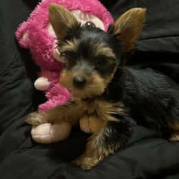 Yorkshire Terrier Puppies from Yorkies in Orange Park