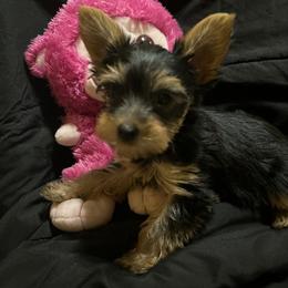 Yorkshire Terrier Puppies from Yorkies in Orange Park