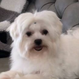 Penny - Maltese