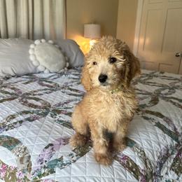 S'mores - Apricot female Goldendoodle puppy in Montgomery, Texas from Dacus Doodles