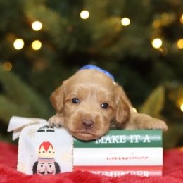 Blue - Caramel male Australian Labradoodle puppy in Calhoun, Louisiana from Arrowhead Australian Labradoodles