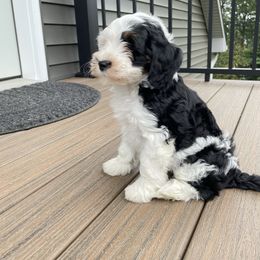 Angie - Black and white female Bernedoodle puppy in Holtwood, Pennsylvania from Country Ridge Puppies