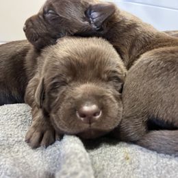 Dilute Retriever and Labrador Retriever Puppies from CKB Labradors