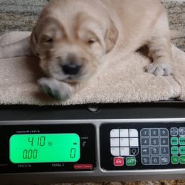 Golden Retriever Puppies from Davids Golden Retrievers