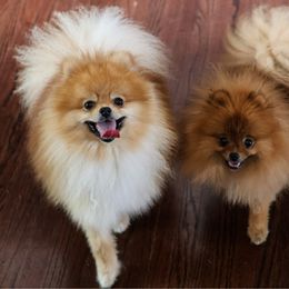 Missy - Pomeranian