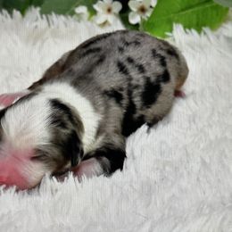 Lilly - Blue merle female Australian Shepherd puppy in Ranger, Texas from Outback Mini Aussies