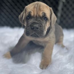 Tank - Gray and fawn male Cane Corso puppy in Pollock Pines, California from Capitol City Cane Corso