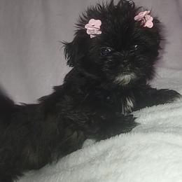 Lilly - Liver female Shih Tzu puppy in Willard, Utah from Shih-tzu Queen