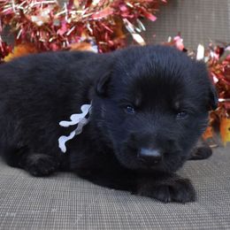 Grey Collar Boy - Black and tan male German Shepherd puppy in Grants Pass, Oregon from Granville German Shepherds