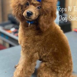 Poodles from Southern Comfort Standard Poodles