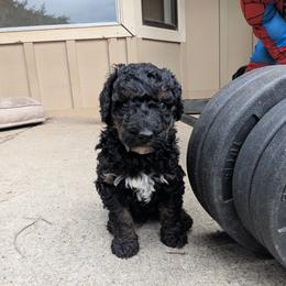 Louie - Black phantom male Aussiedoodle puppy in Yacolt, Washington from Aussiedoodles by Maggie