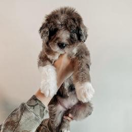 Peyton - Merle female Sheepadoodle puppy in Wabash, Indiana from DOODCompany