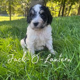 Jack-O-Lantern - Black and white male Bernedoodle puppy in Julian, Pennsylvania from Happy Valley Doodles