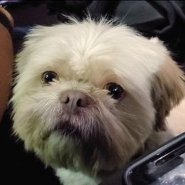 Shih Tzu Puppies from Shantii's Shih Tzu's