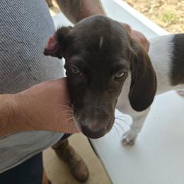 TWIX - White and liver female German Shorthaired Pointer puppy in Hawley, Texas from Wood Farmstead