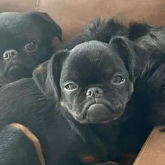 Brussels Griffons from Maze Brussels Griffons