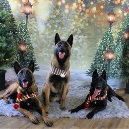 Belgian Malinois from Mally’s Malinois