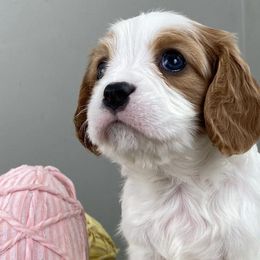 Cavalier King Charles Spaniels and Cavapoos from Mountain View Doodles