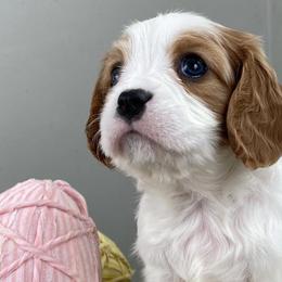 Cavalier King Charles Spaniels and Cavapoos from Mountain View Doodles