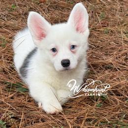 Bluie Mismark AKC - Blue male Pembroke Welsh Corgi puppy in Nashville, Arkansas from Whisenhunt Farms