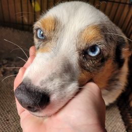Cedar - American Corgi