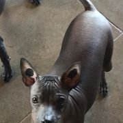 Xoloitzcuintli Puppies from Vineyardview Toy Xoloitzcuintle