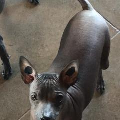Xoloitzcuintli Puppies from Vineyardview Toy Xoloitzcuintle