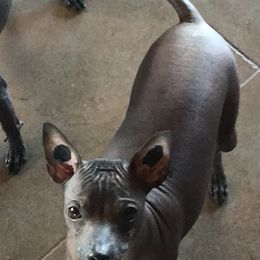 Xoloitzcuintli Puppies from Vineyardview Toy Xoloitzcuintle