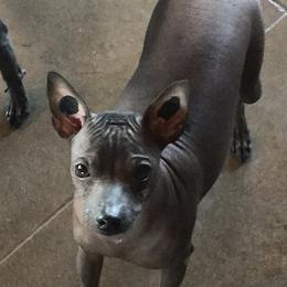 Xoloitzcuintli Puppies from Vineyardview Toy Xoloitzcuintle