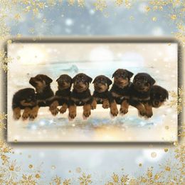Chinese Crested and Rottweiler Puppies from Long Rotts & Long Haul Cresteds