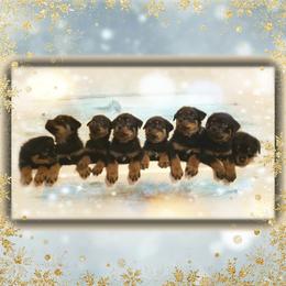 Chinese Crested and Rottweiler Puppies from Long Rotts & Long Haul Cresteds